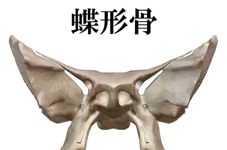 蝶形骨の絵