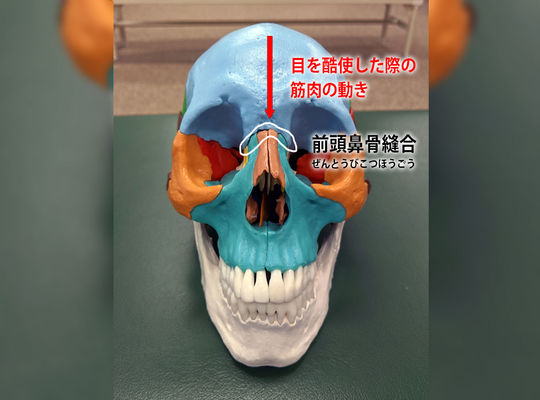頭蓋骨の模型